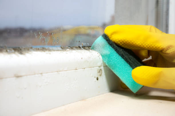 Mold Odor Removal Services in Hugo, OK